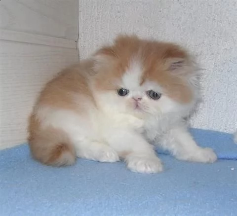 adorabili cuccioli di persiano gattini femminucce e maschietti disponibili per l'adozione gratuita i