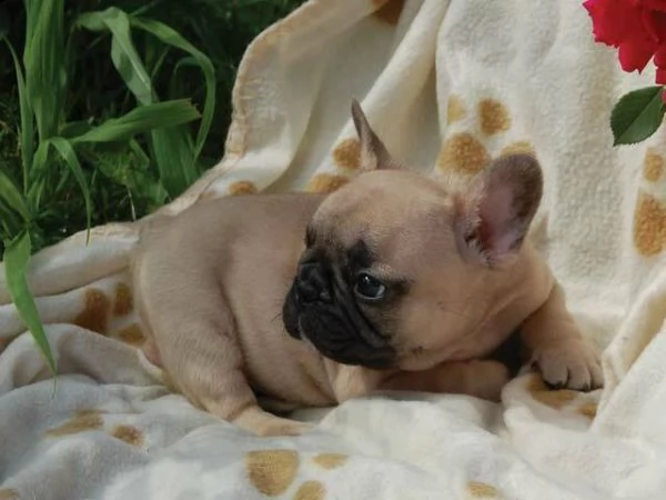 cuccioli di bulldog francese maschio e femmina bellissimi 
