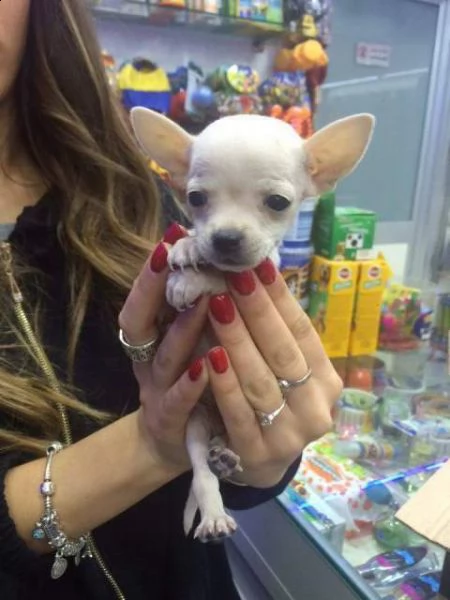 affettuosi cucciolini chihuahua toy inteligentissimi 