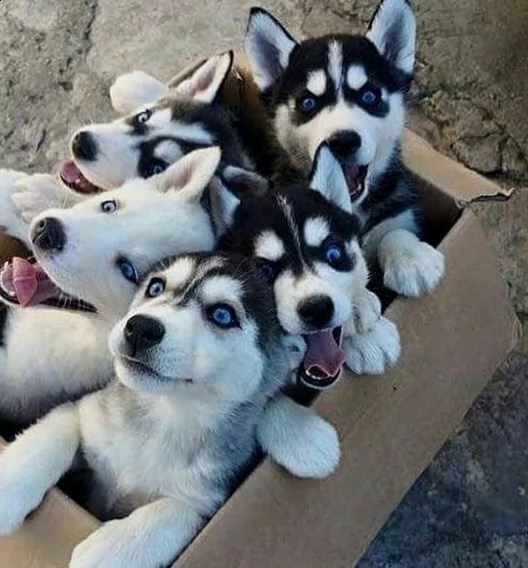 teneri cagnolini huski siberian inteligentissimi 