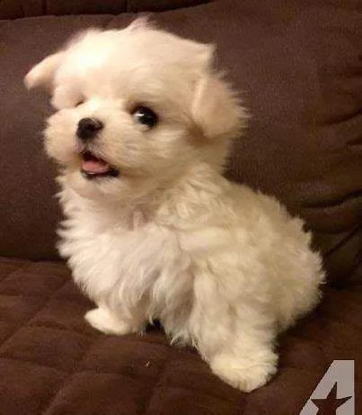 cuccioli di maltese toy maschio e femmina buonissimi vivaci 