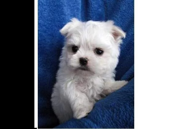 cuccioli di maltese di taglia toy maschio e femmina 