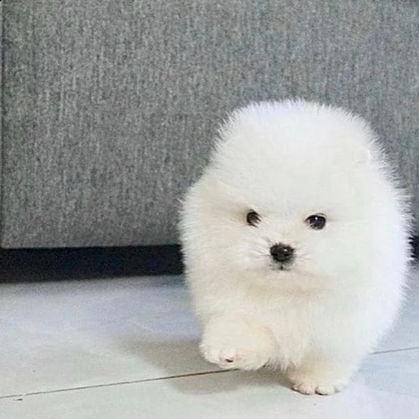  regalo  volpino pomerania mini toy 