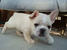   regalo bouledogue francese
