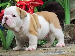   regalo   bulldog inglese | Foto 0