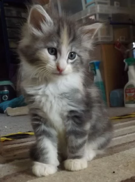 maltese toy di due mesi | Foto 9