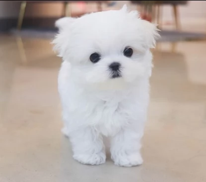 maltese toy di due mesi