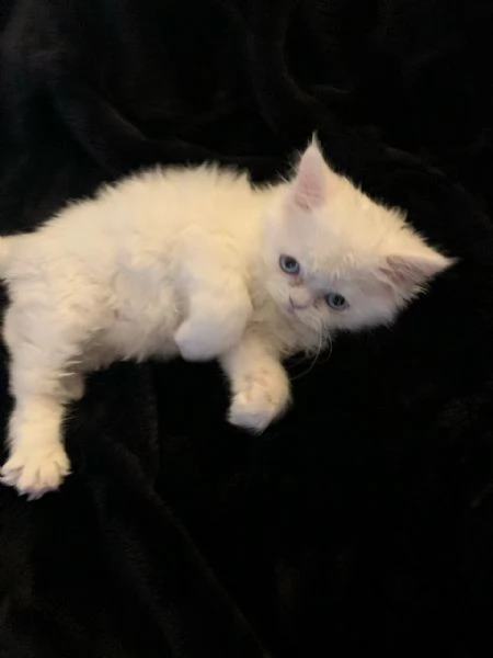 maltese toy di due mesi | Foto 8