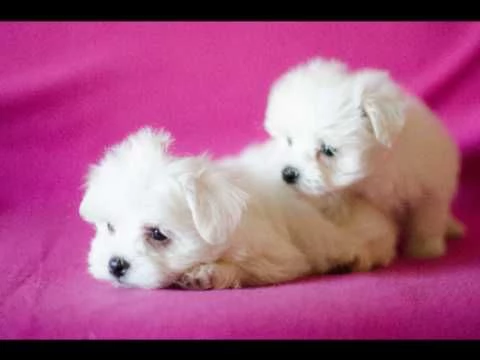 maltese toy di due mesi | Foto 7