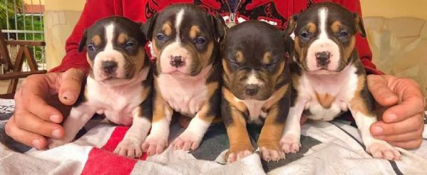 maltese toy di due mesi | Foto 5