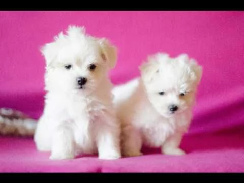 maltese toy di due mesi | Foto 4