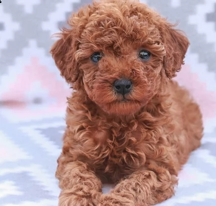 maltese toy di due mesi | Foto 3