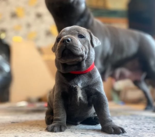 maltese toy di due mesi | Foto 2