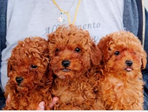 maltese toy di due mesi | Foto 1