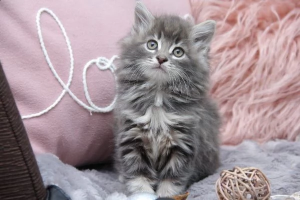 maltese toy di due mesi | Foto 0