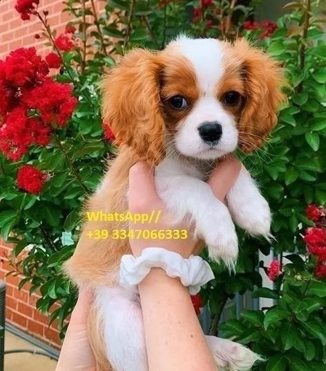 affetuosi dalmata di 3 mesi | Foto 4