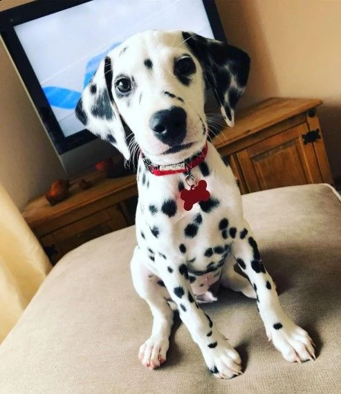 affetuosi dalmata di 3 mesi | Foto 3