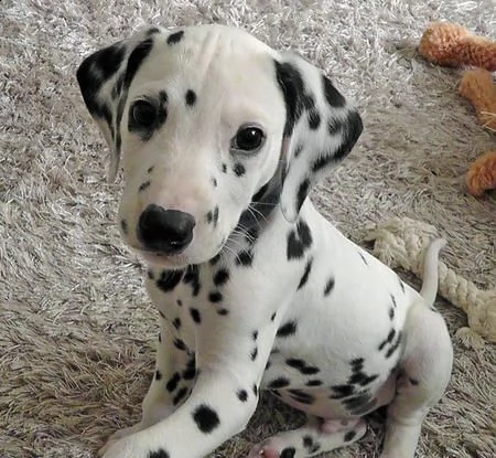 affetuosi dalmata di 3 mesi