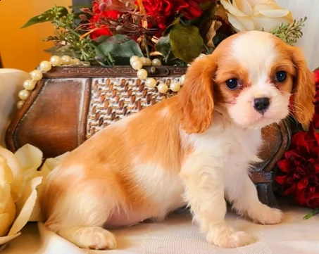 affetuosi dalmata di 3 mesi | Foto 2