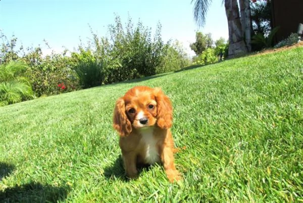 affetuosi dalmata di 3 mesi | Foto 0