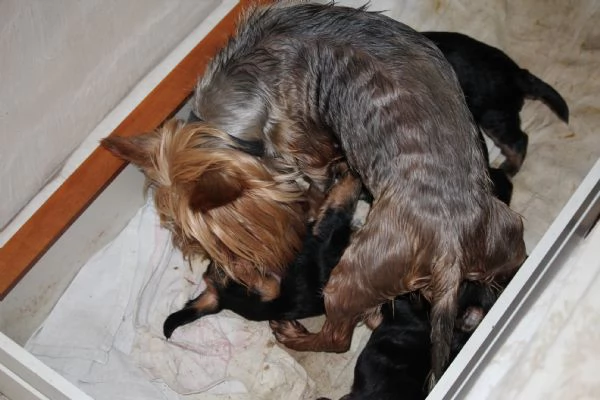 Cuccioli di Yorkshire terrier disponibili dal 14/07/2025 | Foto 6