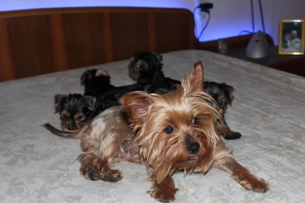 Cuccioli di Yorkshire terrier disponibili dal 14/07/2025 | Foto 5