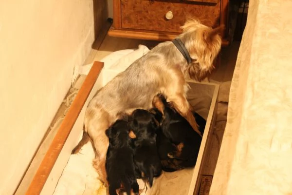 Cuccioli di Yorkshire terrier disponibili dal 14/07/2025 | Foto 4