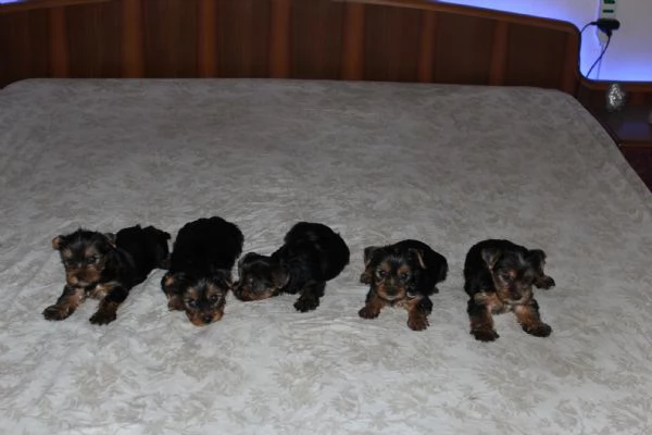 Cuccioli di Yorkshire terrier disponibili dal 14/07/2025