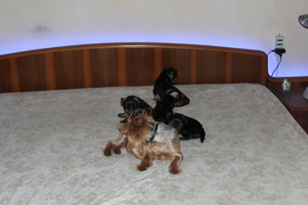 Cuccioli di Yorkshire terrier disponibili dal 14/07/2025 | Foto 0