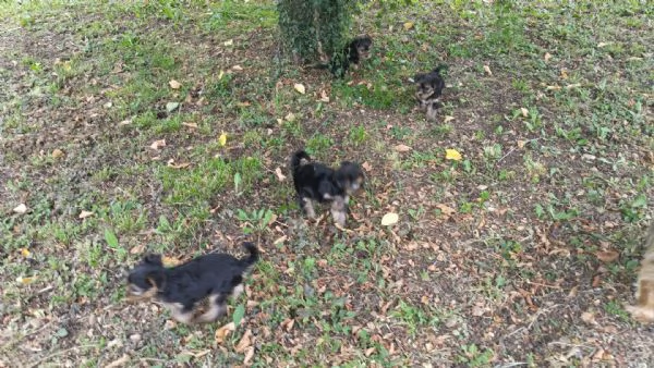 Cuccioli di Yorkshire terrier disponibili | Foto 6