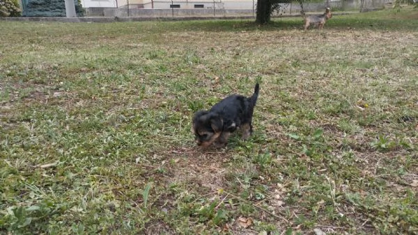 Cuccioli di Yorkshire terrier disponibili | Foto 5