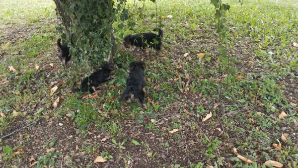 Cuccioli di Yorkshire terrier disponibili | Foto 4