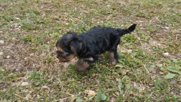 Cuccioli di Yorkshire terrier disponibili | Foto 3