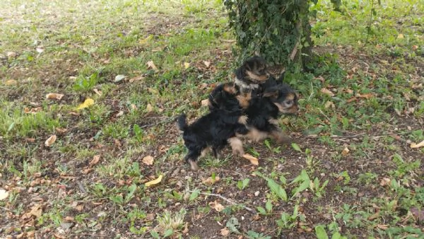 Cuccioli di Yorkshire terrier disponibili | Foto 2