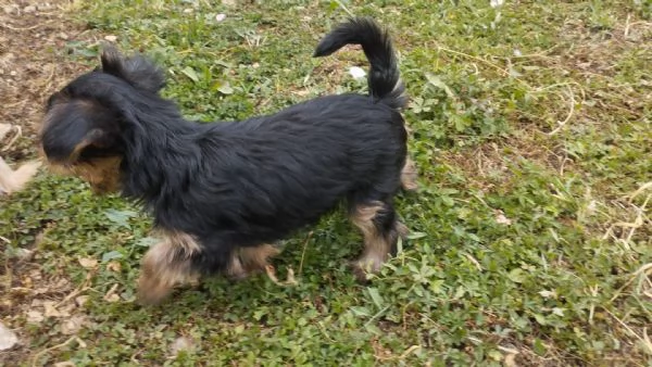 Cuccioli di Yorkshire terrier disponibili | Foto 1