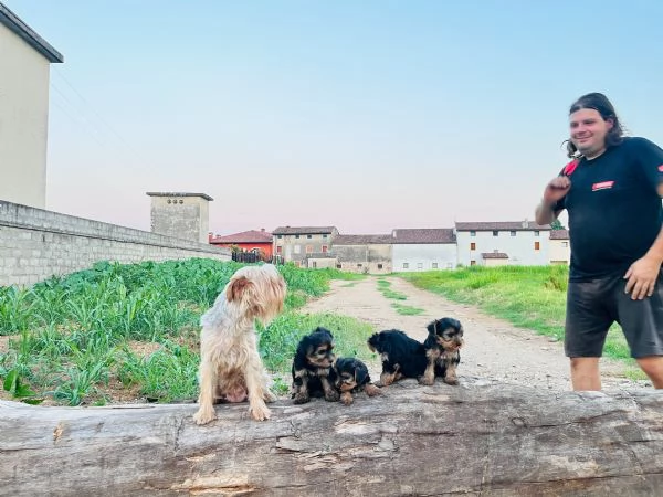 Cuccioli di Yorkshire terrier disponibili | Foto 0