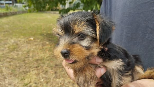 Cuccioli di Yorkshire terrier disponibili