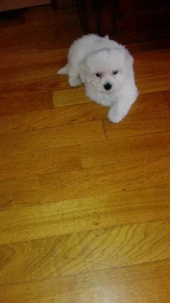 cuccioli di maltese////