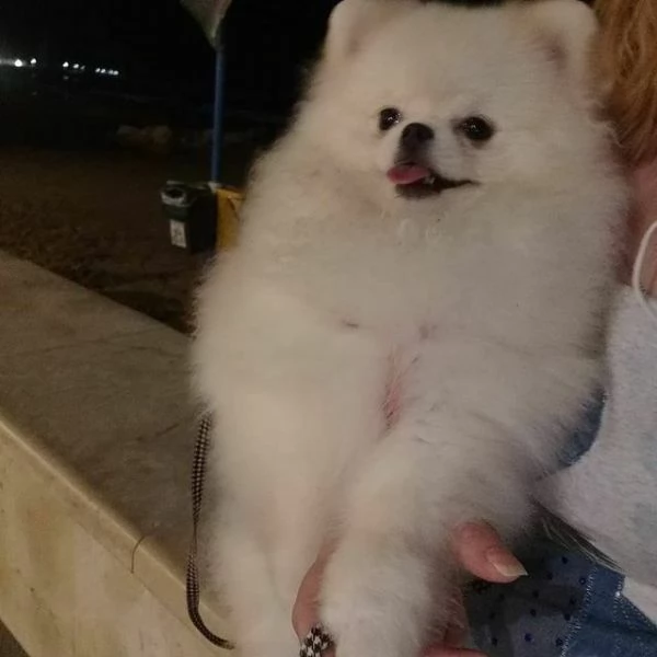 cuccioli di spitz pomerania di taglia toy maschio e femmina