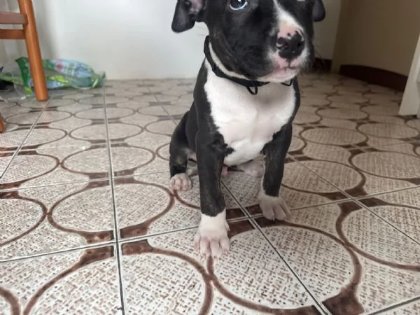 Cucciolo pitbull terrier 2 mesi | Foto 5