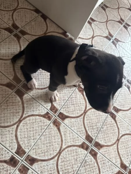 Cucciolo pitbull terrier 2 mesi | Foto 2