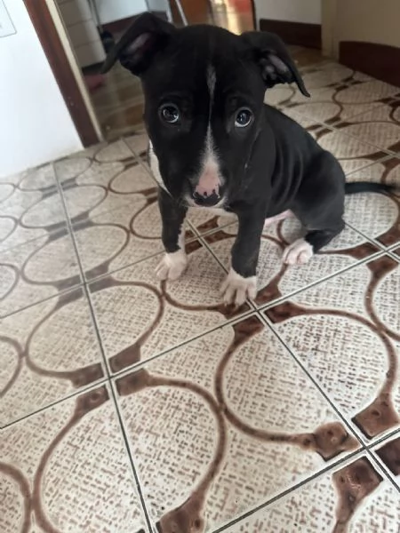 Cucciolo pitbull terrier 2 mesi | Foto 1