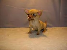 cuccioli di pincher chihuahua