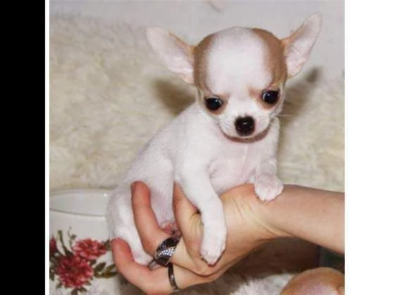cagnolini chihuahua toy felicissimi simpaticissimi e sanissimi 