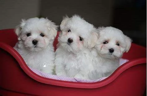 cediamo cucciolo di maltese mini mini toy 