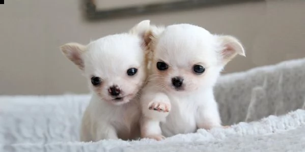 abbiamo bellissima cucciolata di chihuahua giorni 77