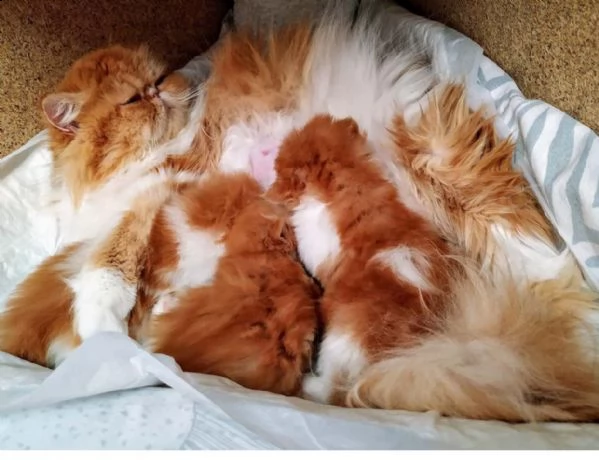 simpatici gattini persiani al cioccolato | Foto 0