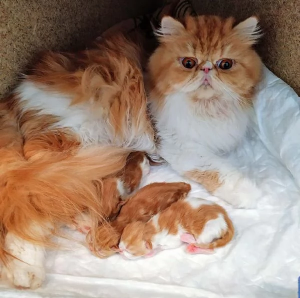 simpatici gattini persiani al cioccolato