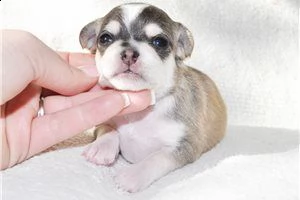 lovely chihuahua puppies for free adoption  | Foto 2