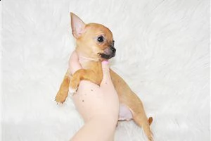 lovely chihuahua puppies for free adoption 
